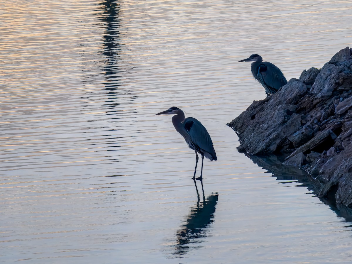 Great Blue Heron - ML647089570