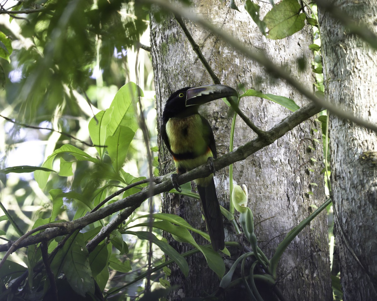 Halsbandarassari - ML647089572