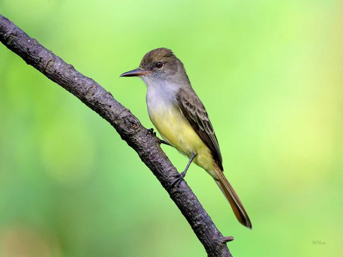 Grenada Flycatcher - ML647089573