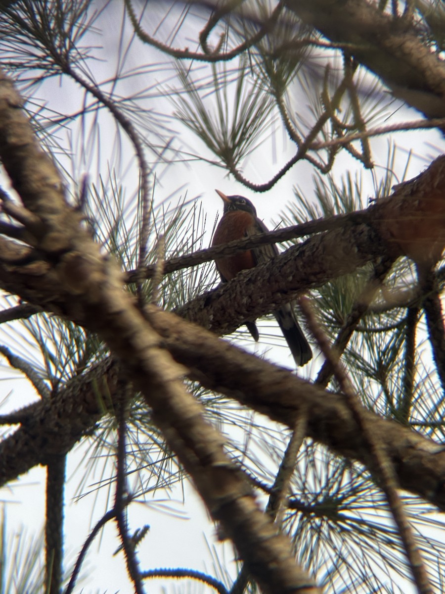 American Robin - ML647089582