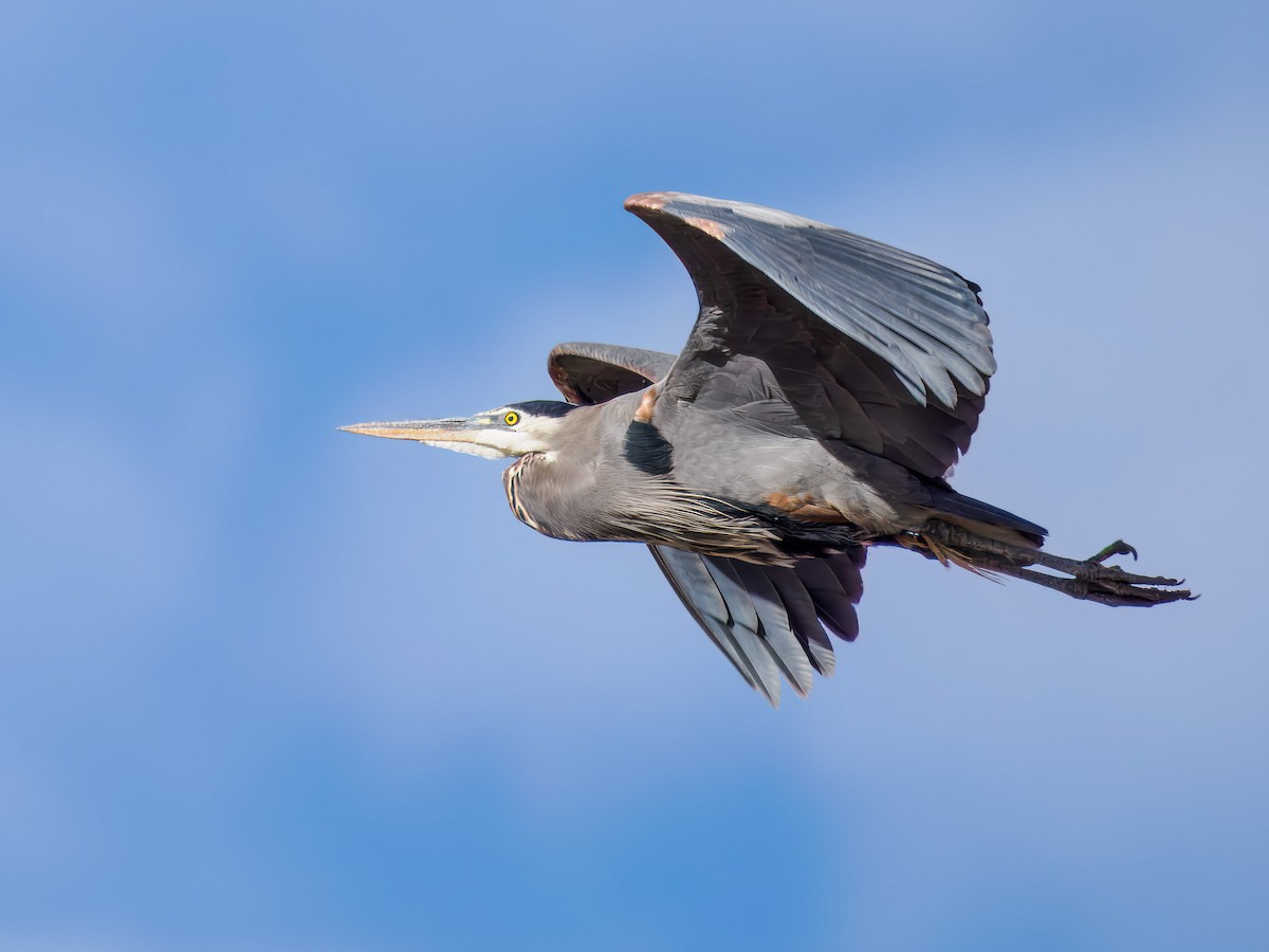 Great Blue Heron - ML647089607