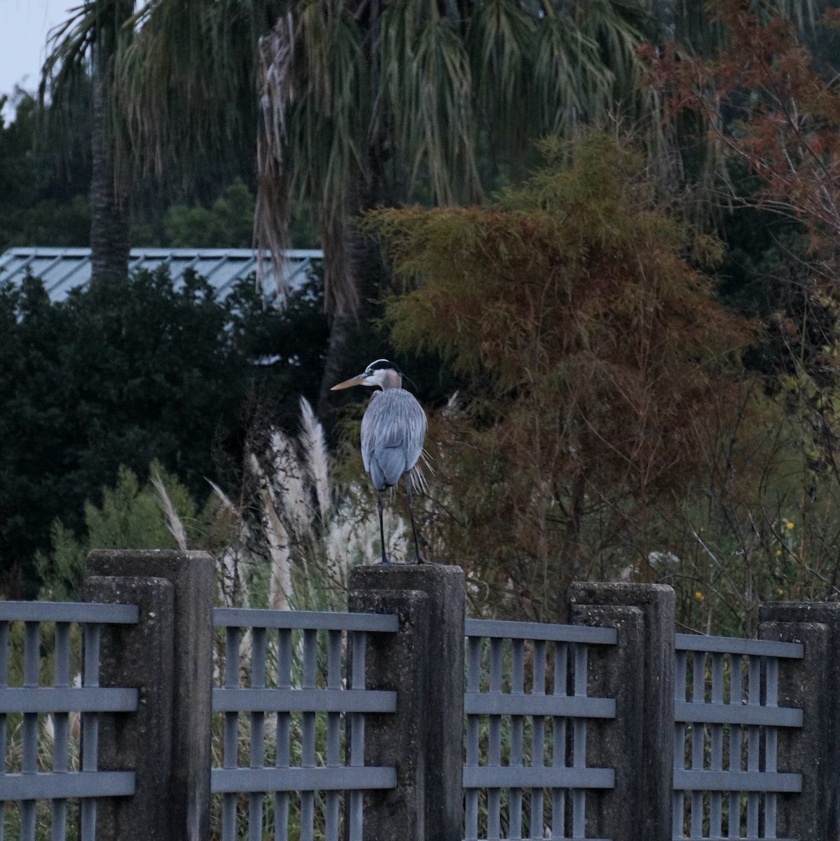 Great Blue Heron - ML647089613