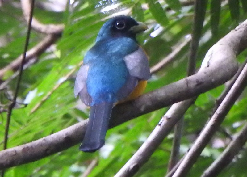 Trogón Violáceo - ML647089622