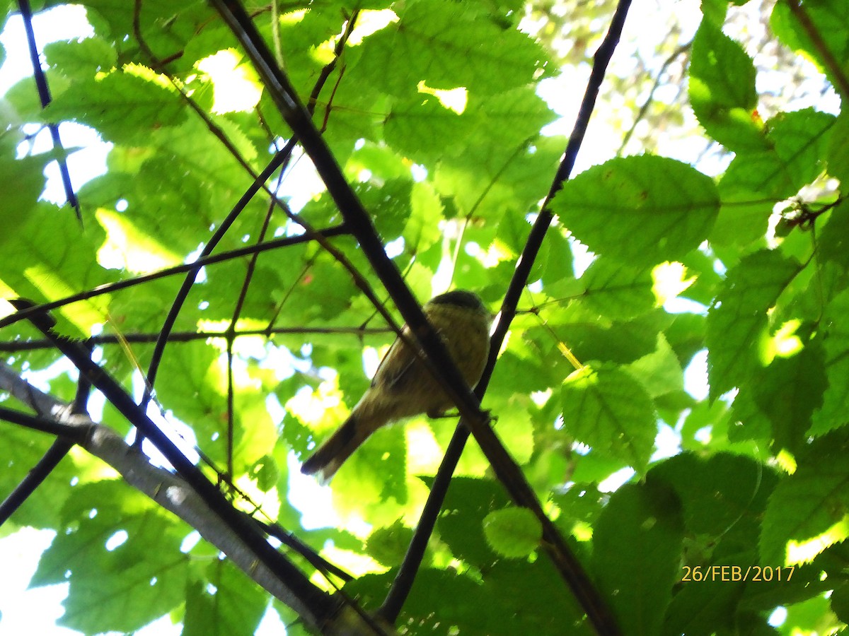 Pipip Mohuası - ML647089624