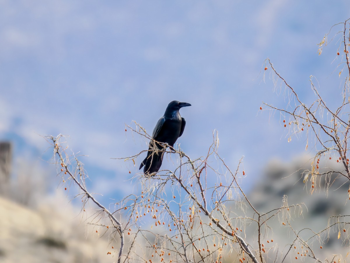 Common Raven - ML647089641