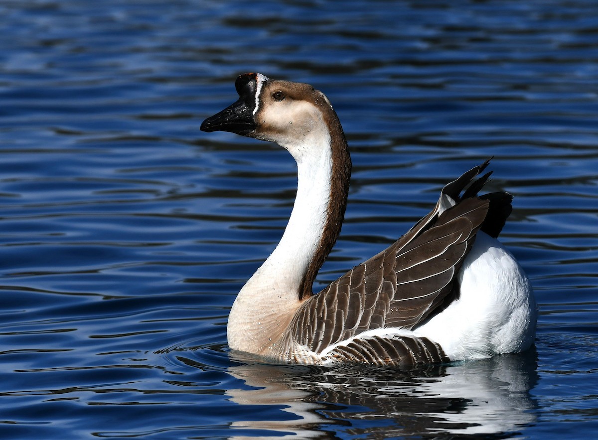 Ánsar Cisnal (variedad doméstica) - ML647089651