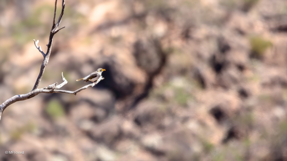 Yellow-throated Miner - ML647089652