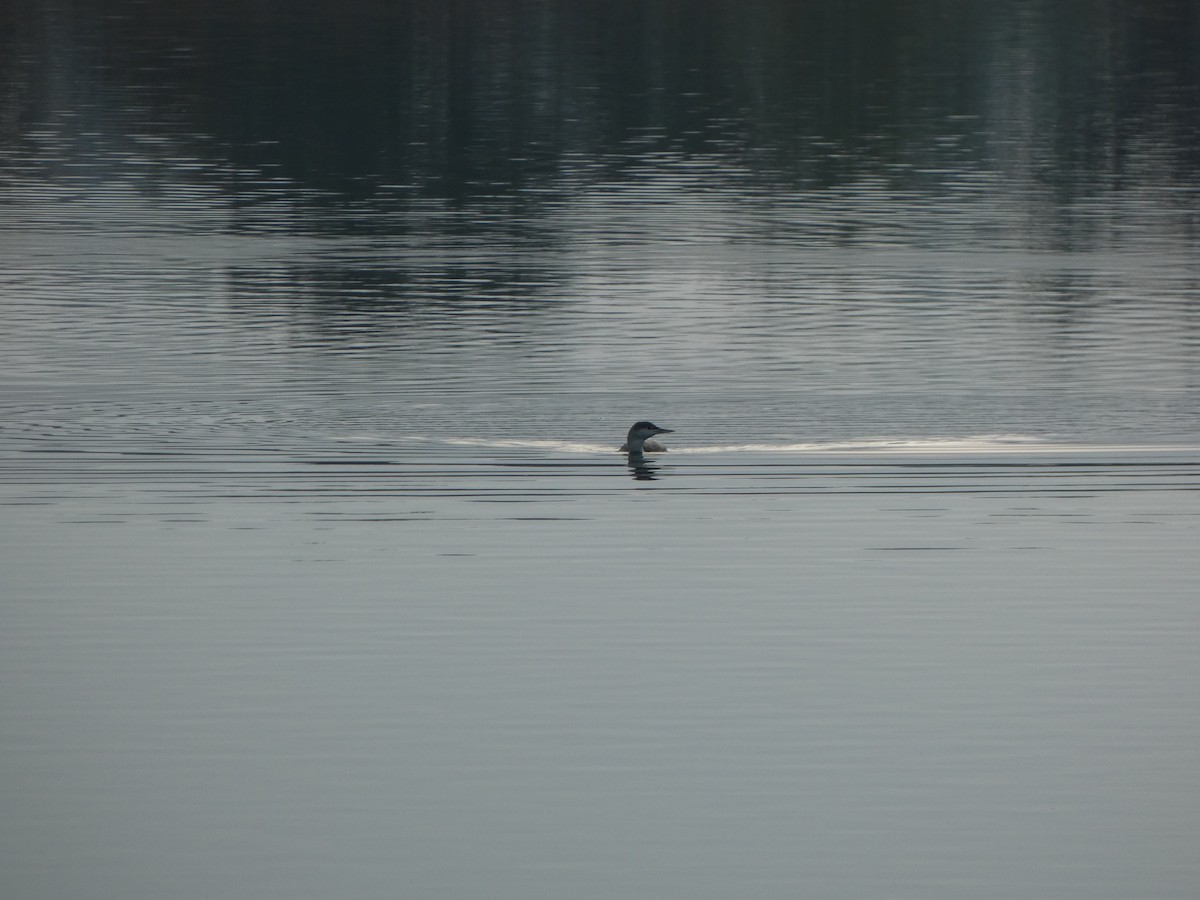 Sterntaucher - ML647089659