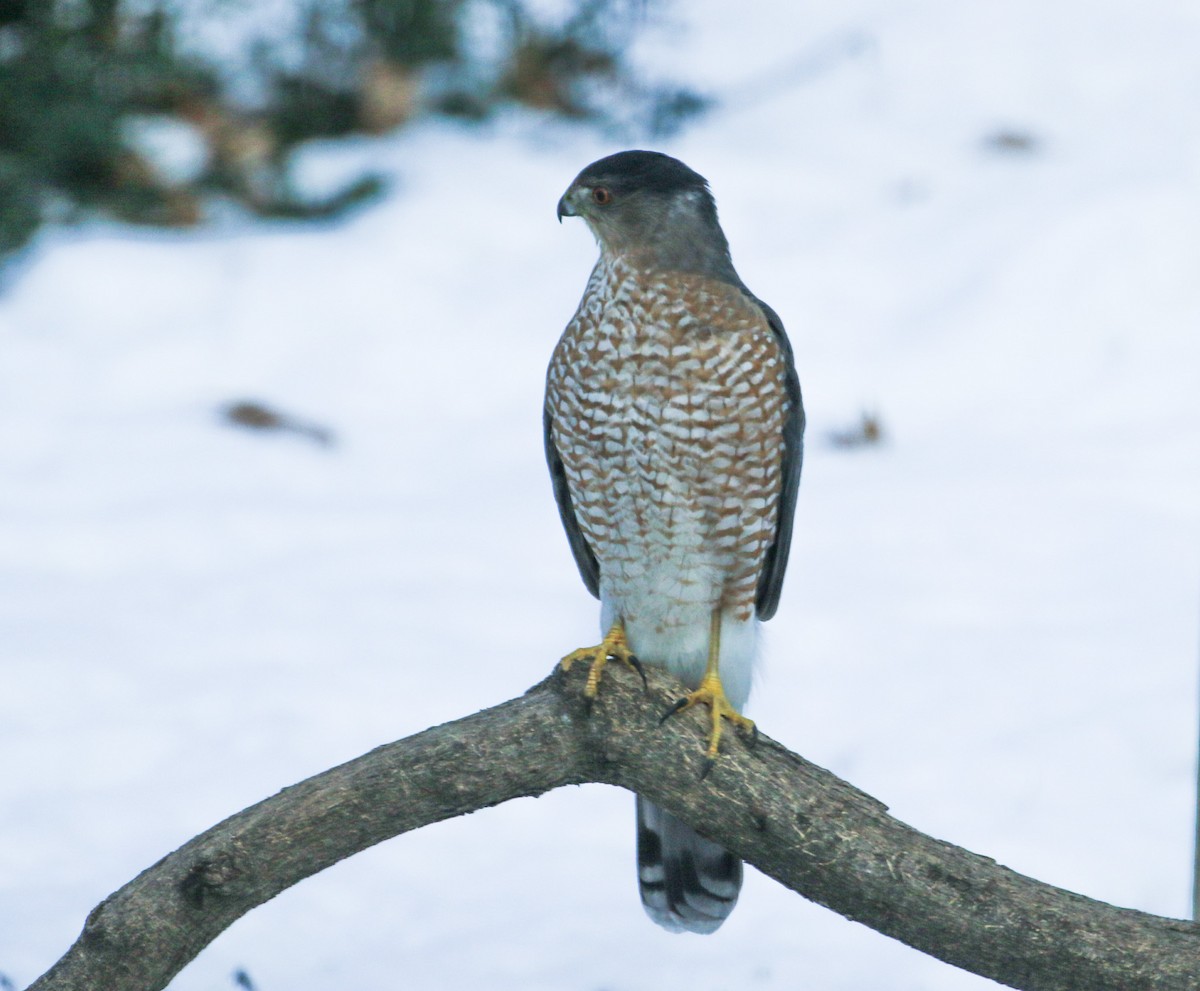 Gavilán de Cooper - ML647089664