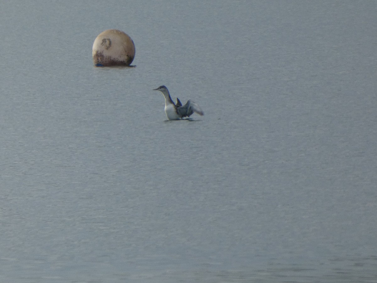 Sterntaucher - ML647089666