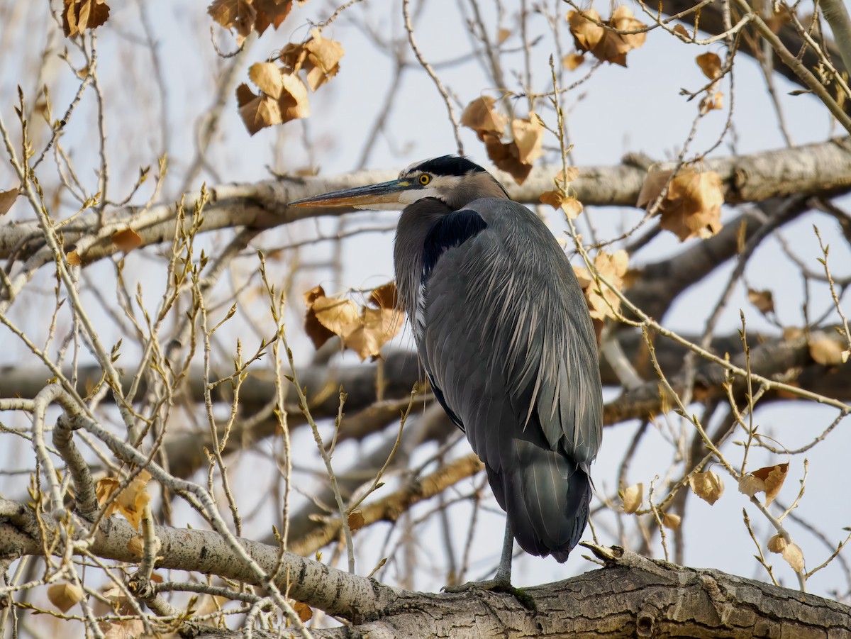 Great Blue Heron - ML647089667