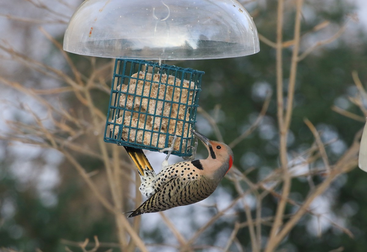 Carpintero Escapulario - ML647089670