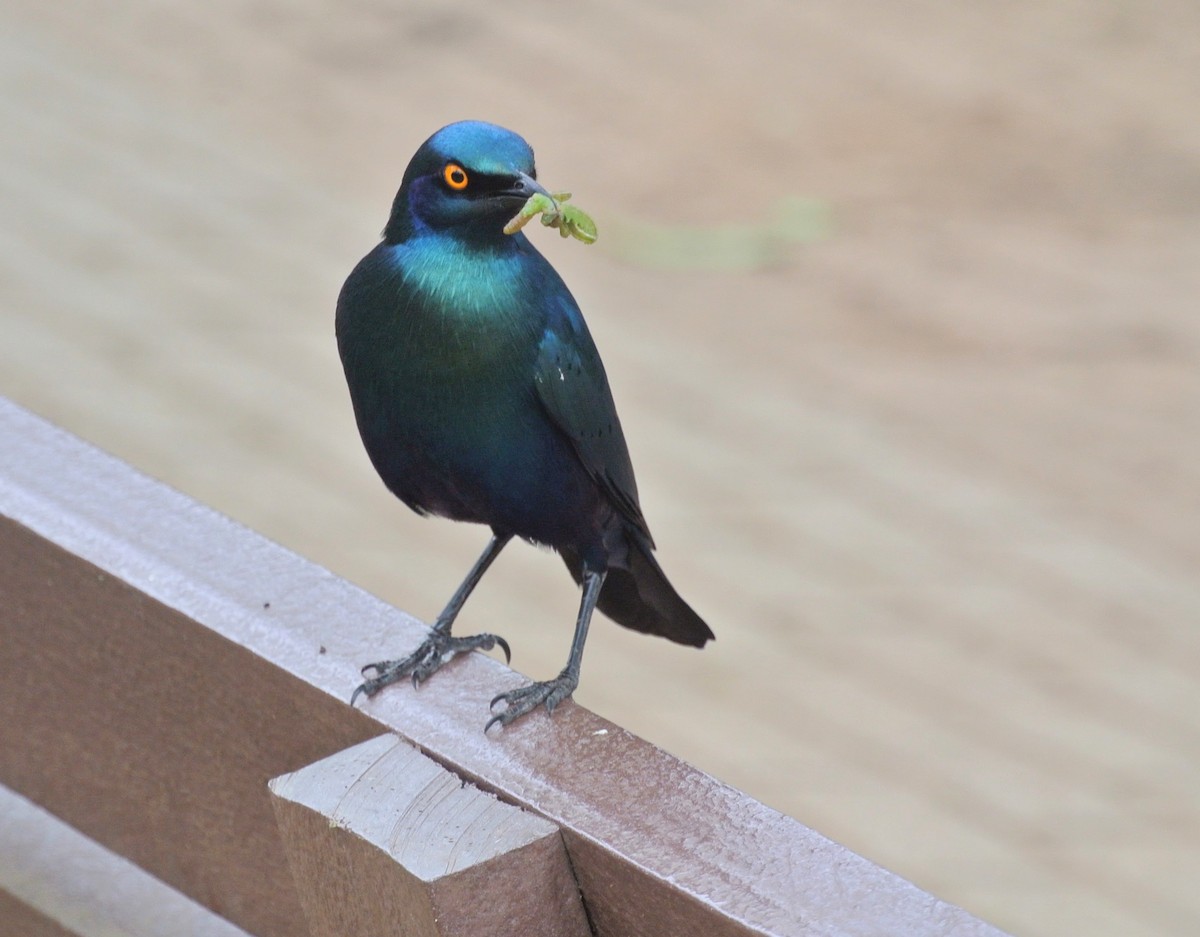 Greater Blue-eared Starling - ML647089680
