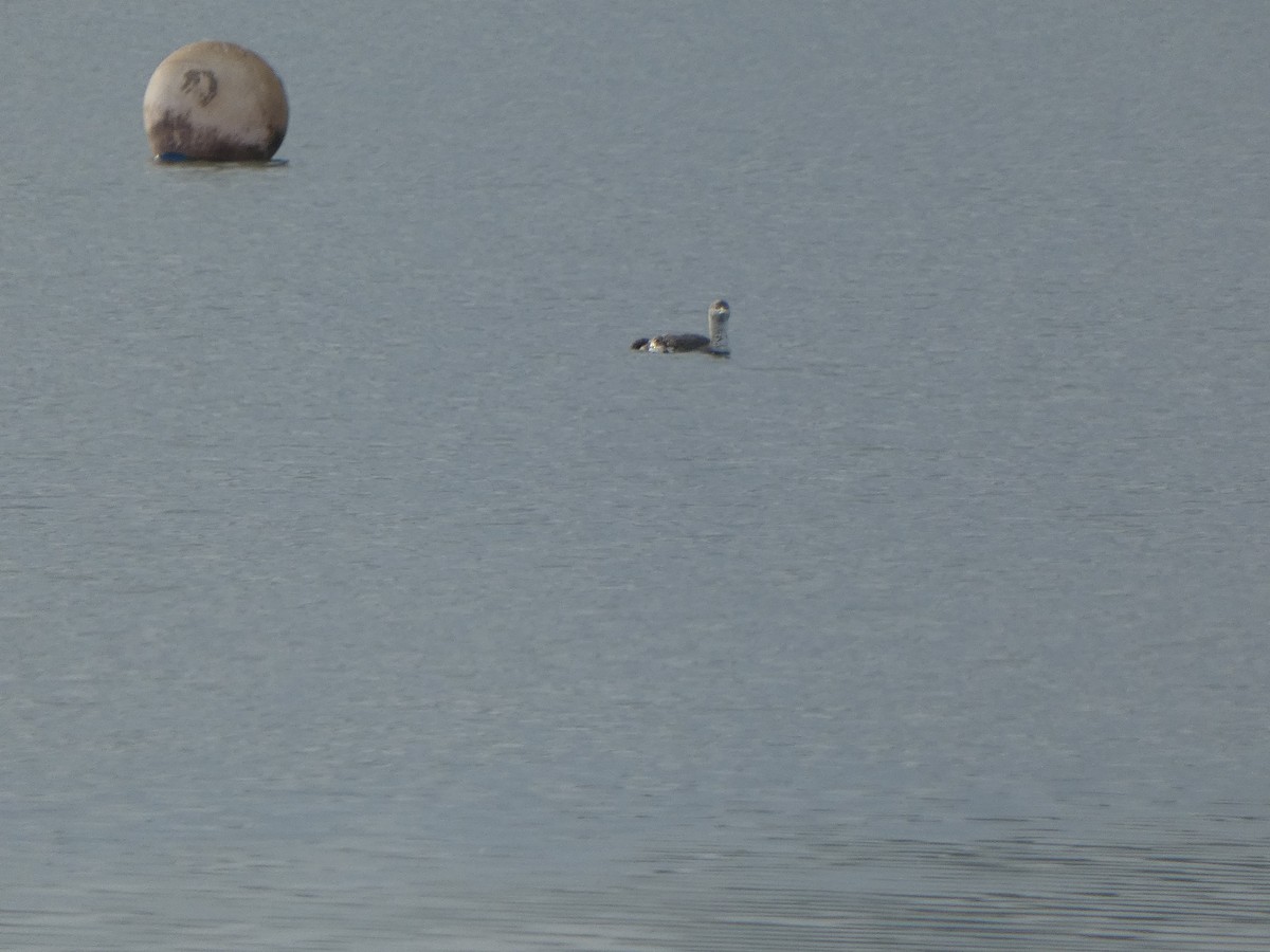 Sterntaucher - ML647089682