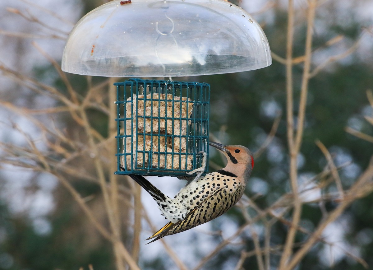 Carpintero Escapulario - ML647089683