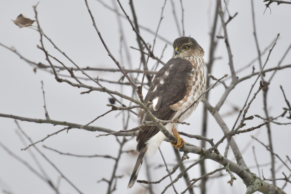 Sharp-shinned Hawk - ML647089686
