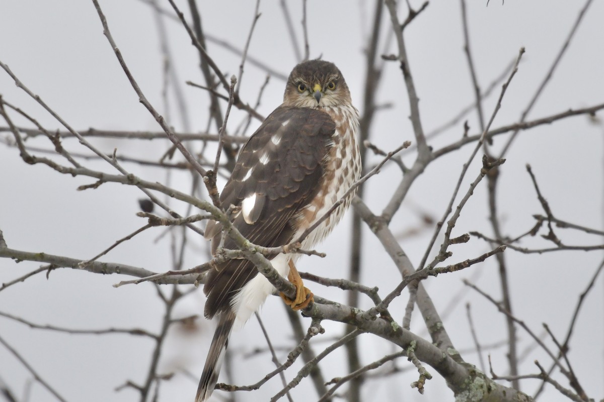 Sharp-shinned Hawk - ML647089687