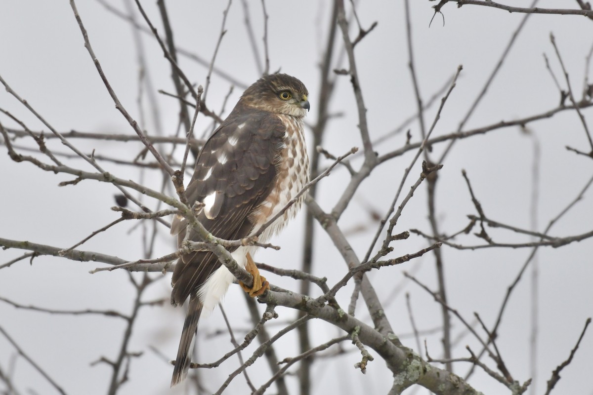 Sharp-shinned Hawk - ML647089688