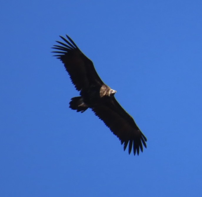 Buitre Negro - ML647089692