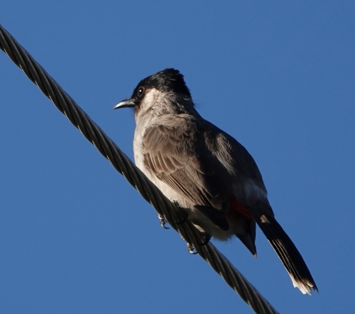 Bulbul Ventridorado - ML647089693