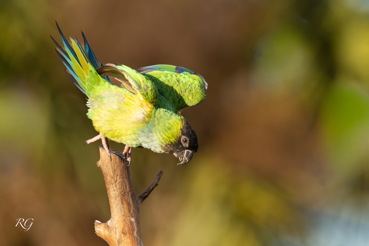Nanday Parakeet - ML647089695