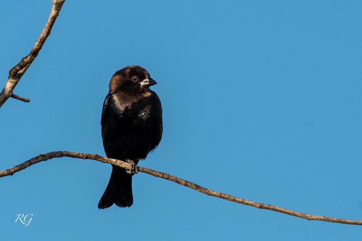 Brown-headed Cowbird - ML647089709