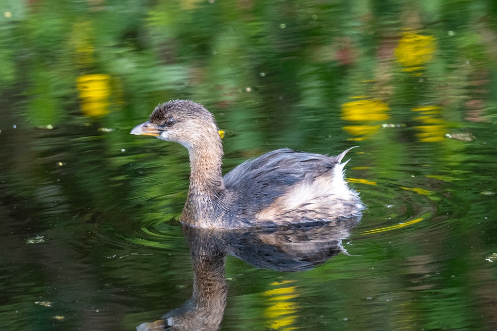 Pied-billed Grebe - ML647089715