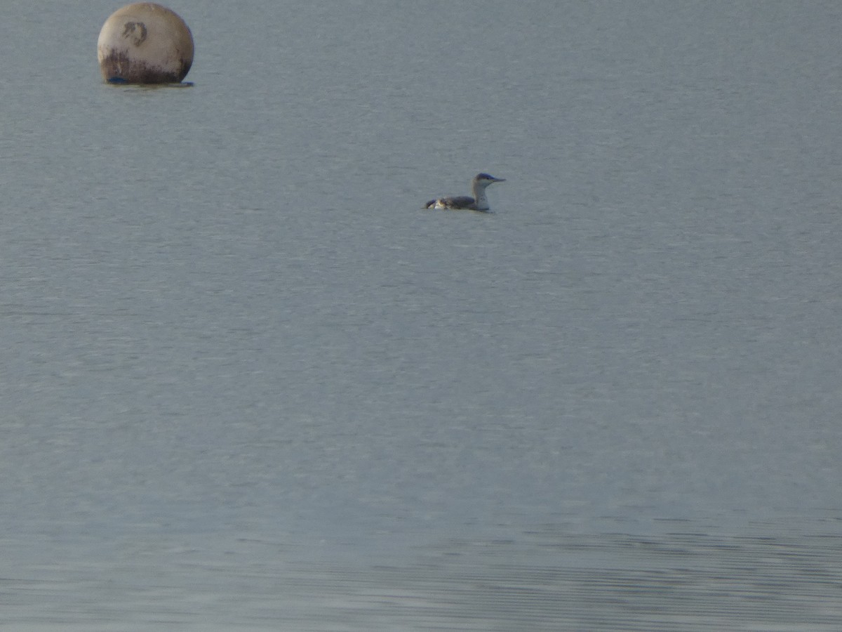 Sterntaucher - ML647089717