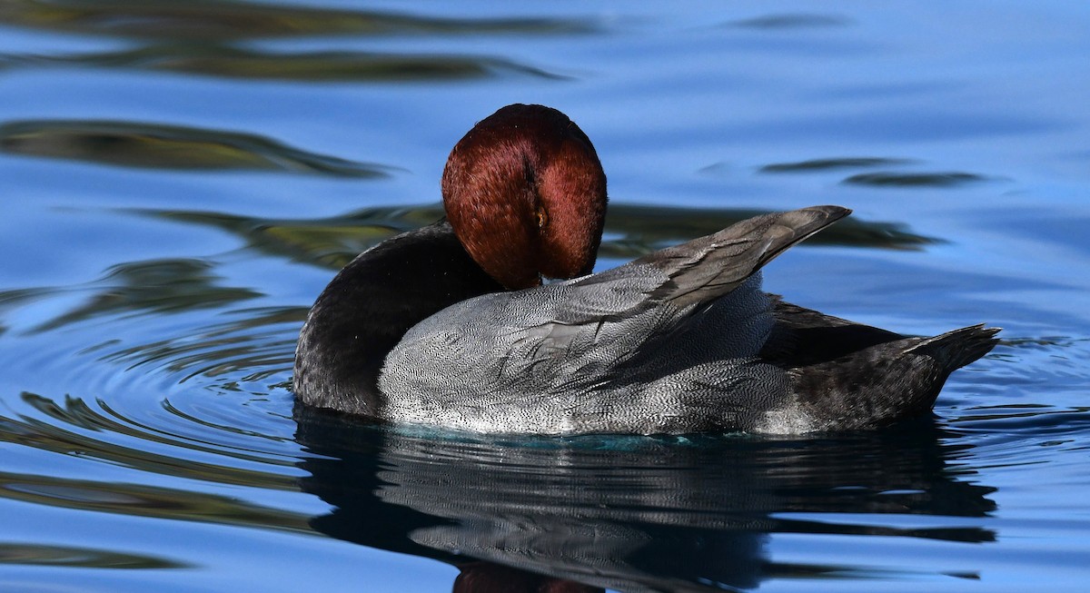 Redhead - ML647089721