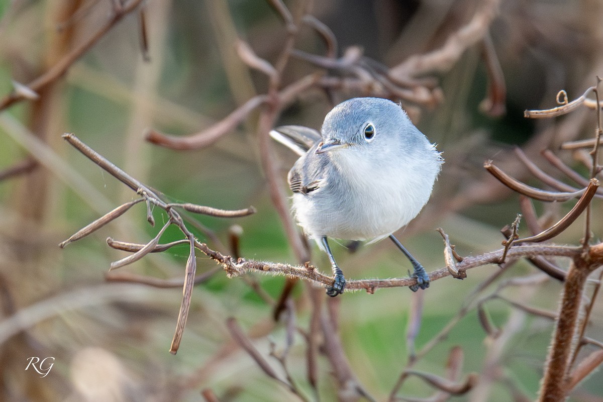 Blue-gray Gnatcatcher - ML647089723