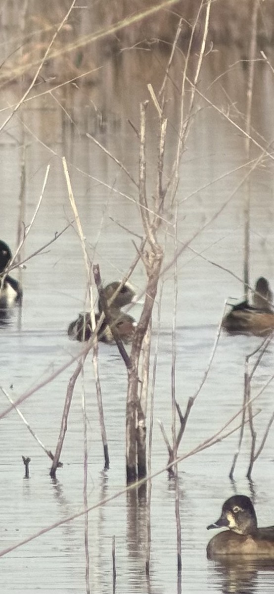 American Wigeon - ML647089725