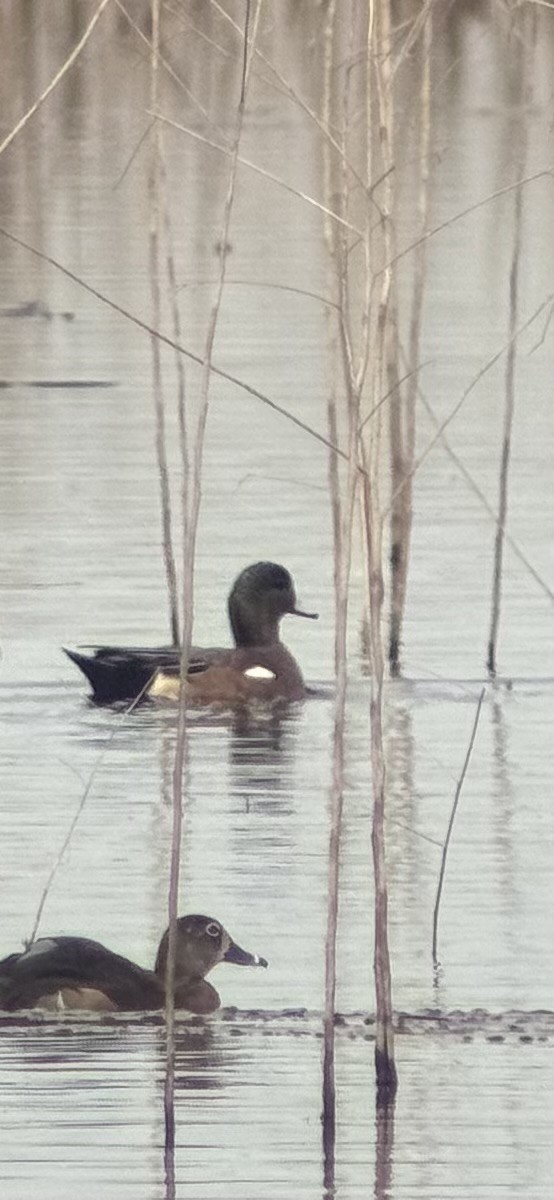 American Wigeon - ML647089726