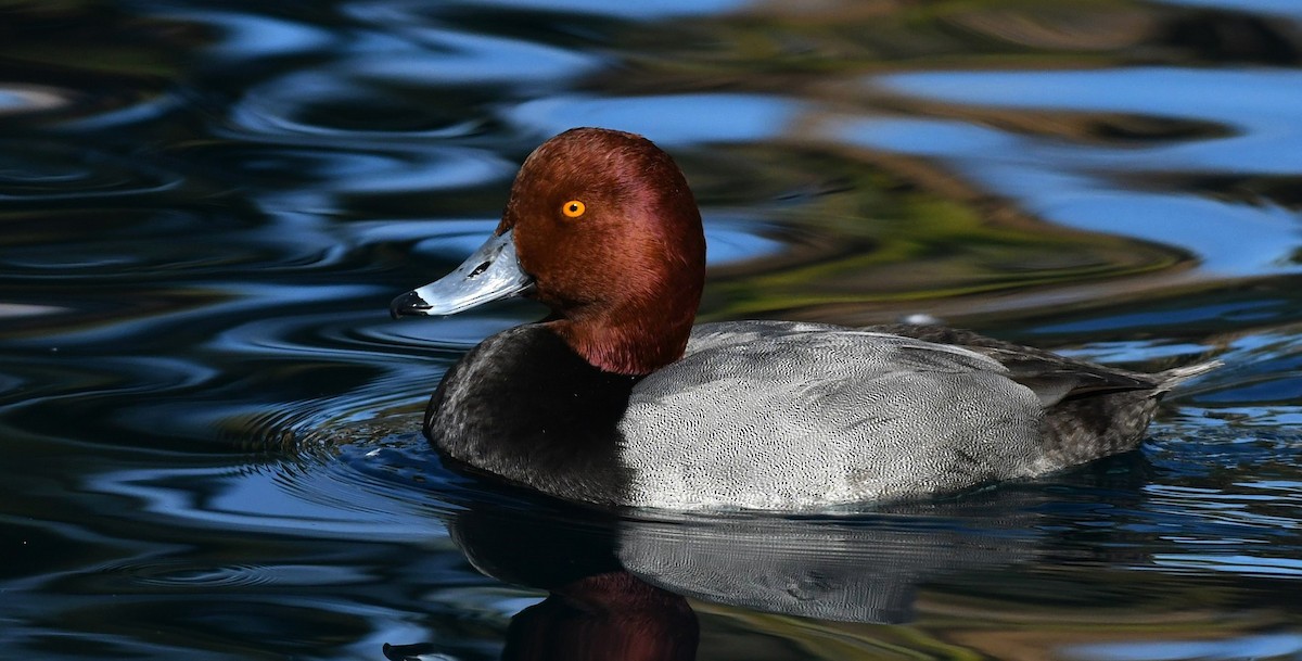 Redhead - ML647089727