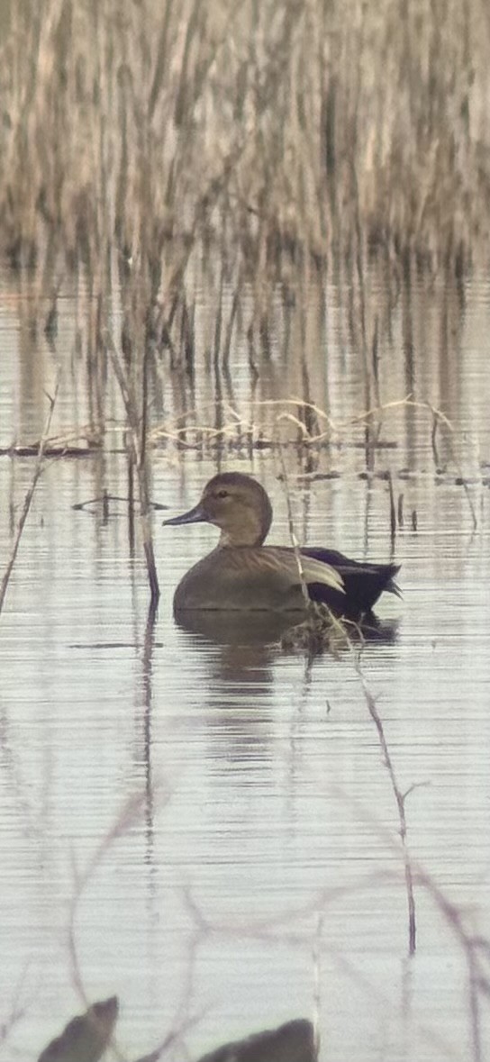 Gadwall - ML647089728