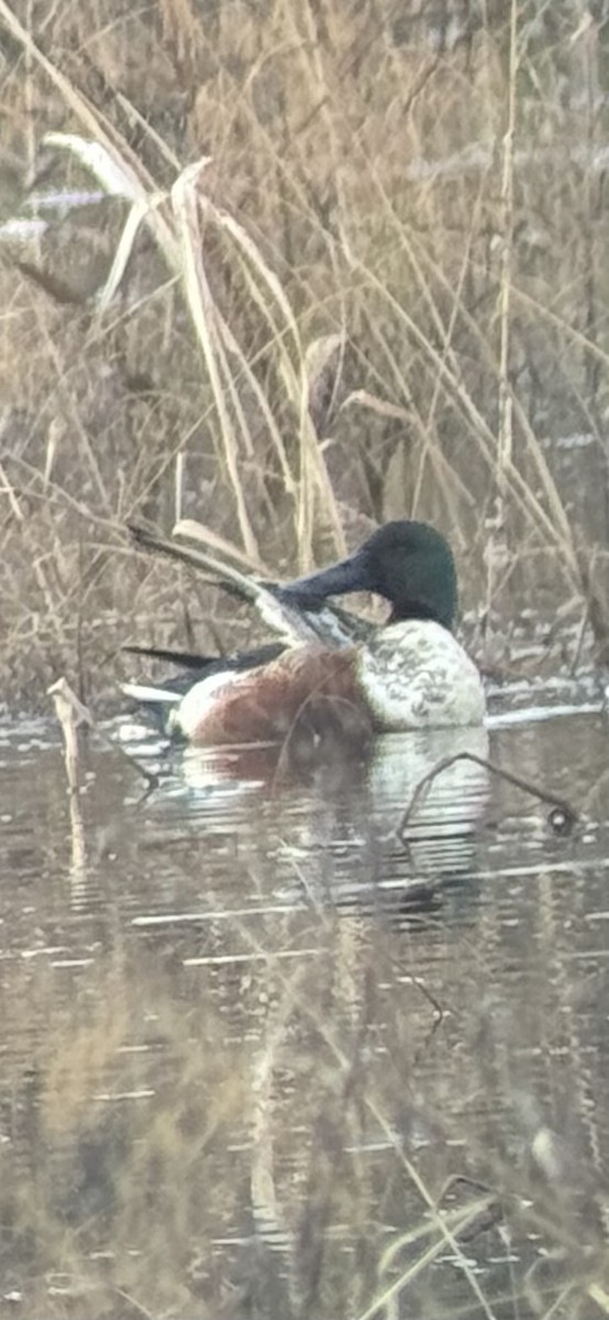 Northern Shoveler - ML647089733