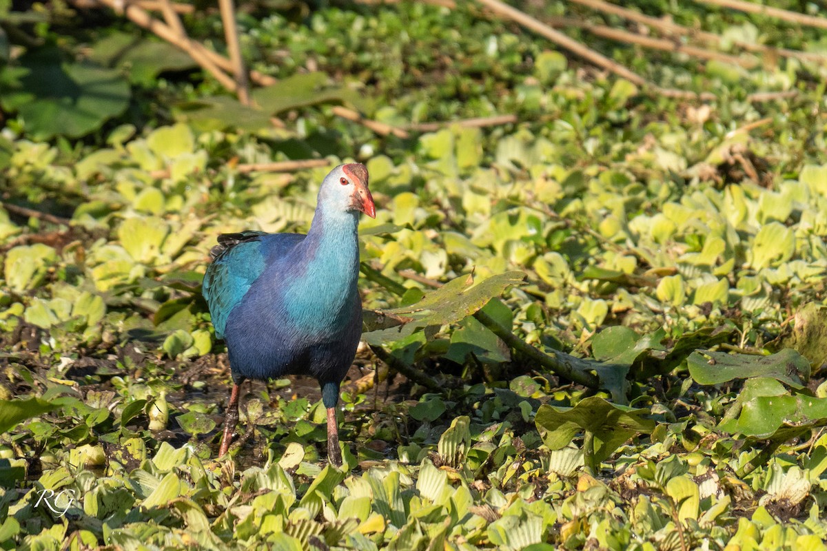 Gray-headed Swamphen - ML647089736