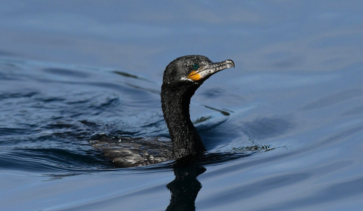 flodskarv - ML647089737