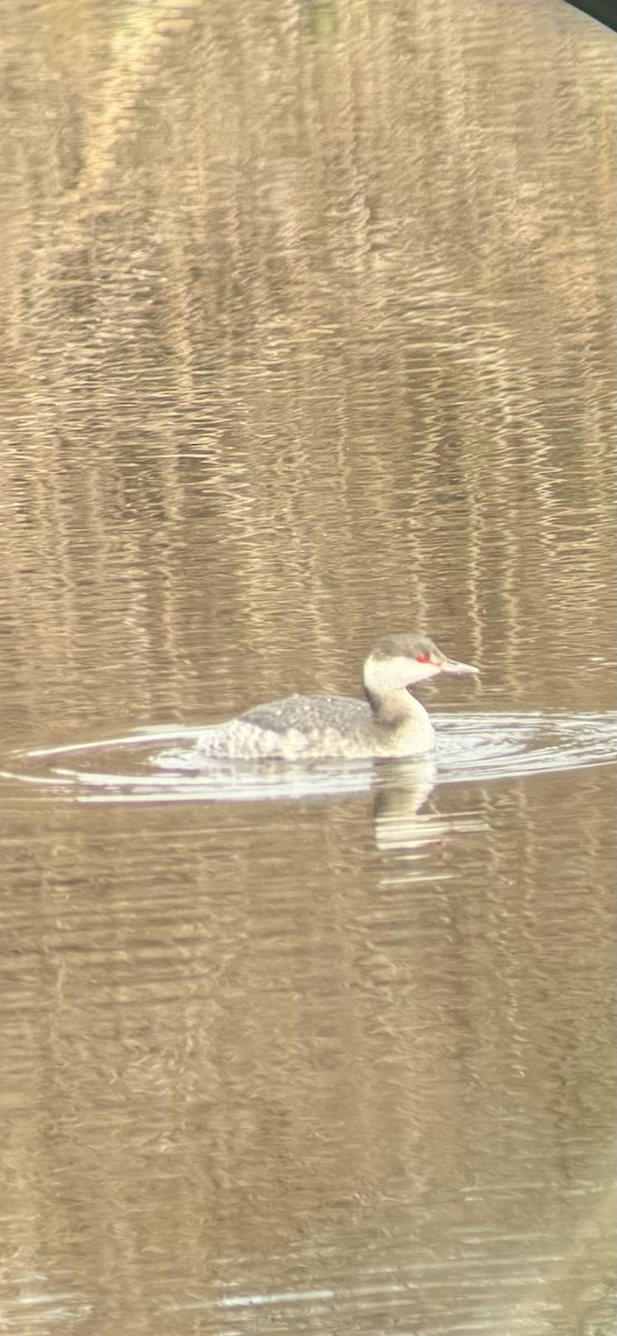 Horned Grebe - ML647089738