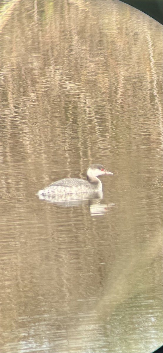 Horned Grebe - ML647089739