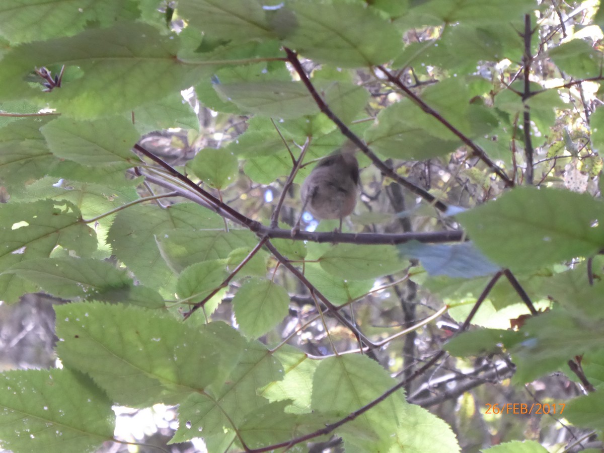 Pipip Mohuası - ML647089742