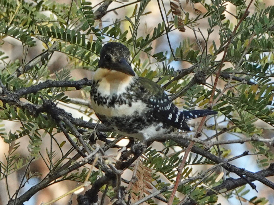 grønnisfugl - ML647089743