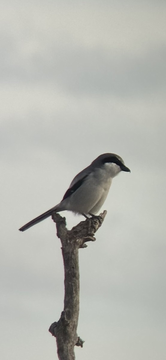 Loggerhead Shrike - ML647089745