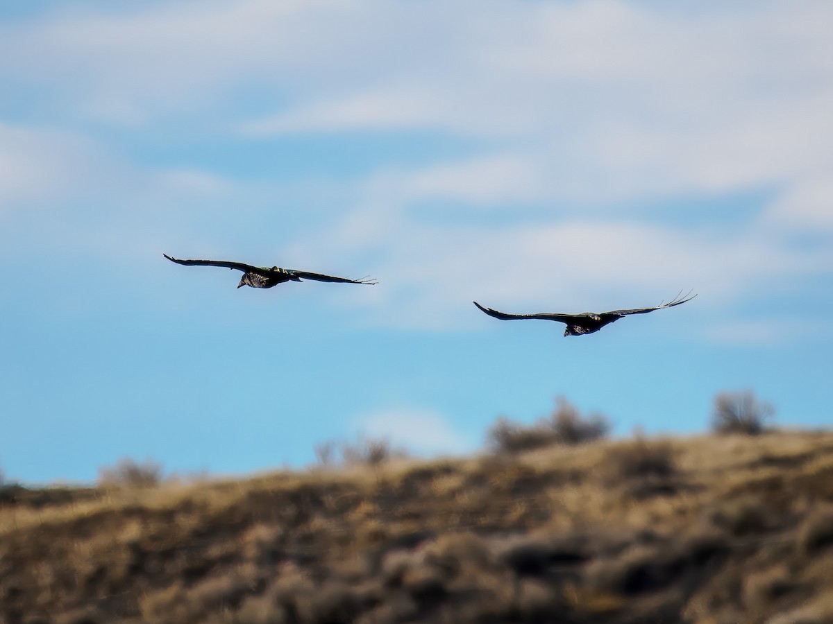 Common Raven - ML647089747