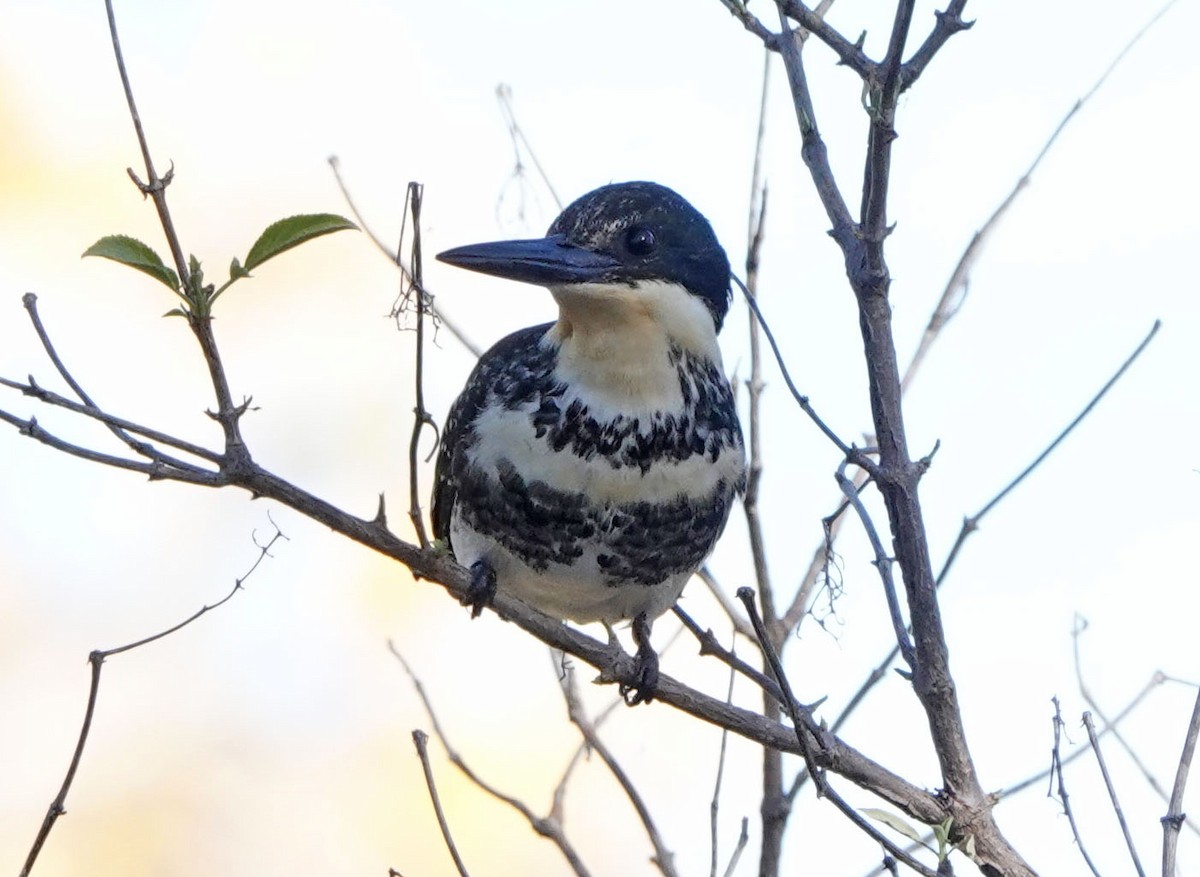 grønnisfugl - ML647089748