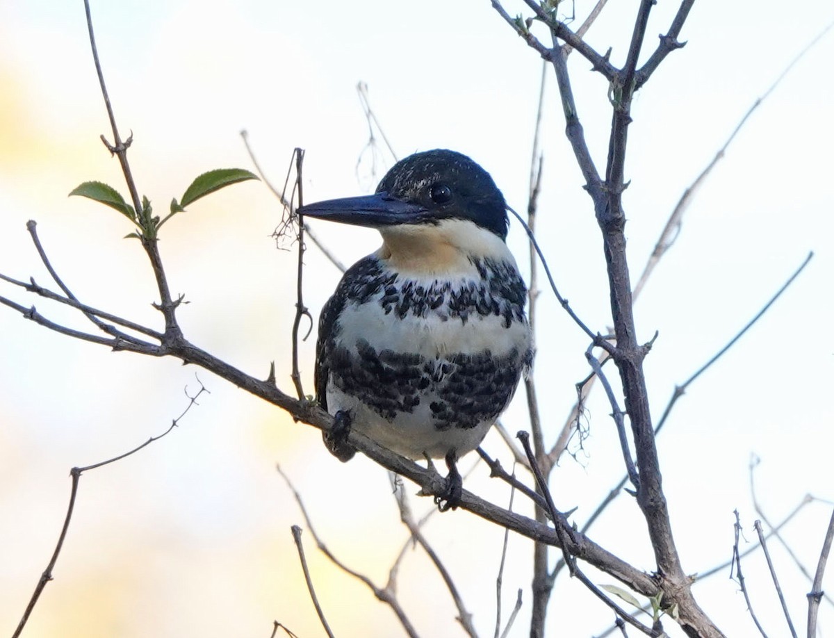 grønnisfugl - ML647089749