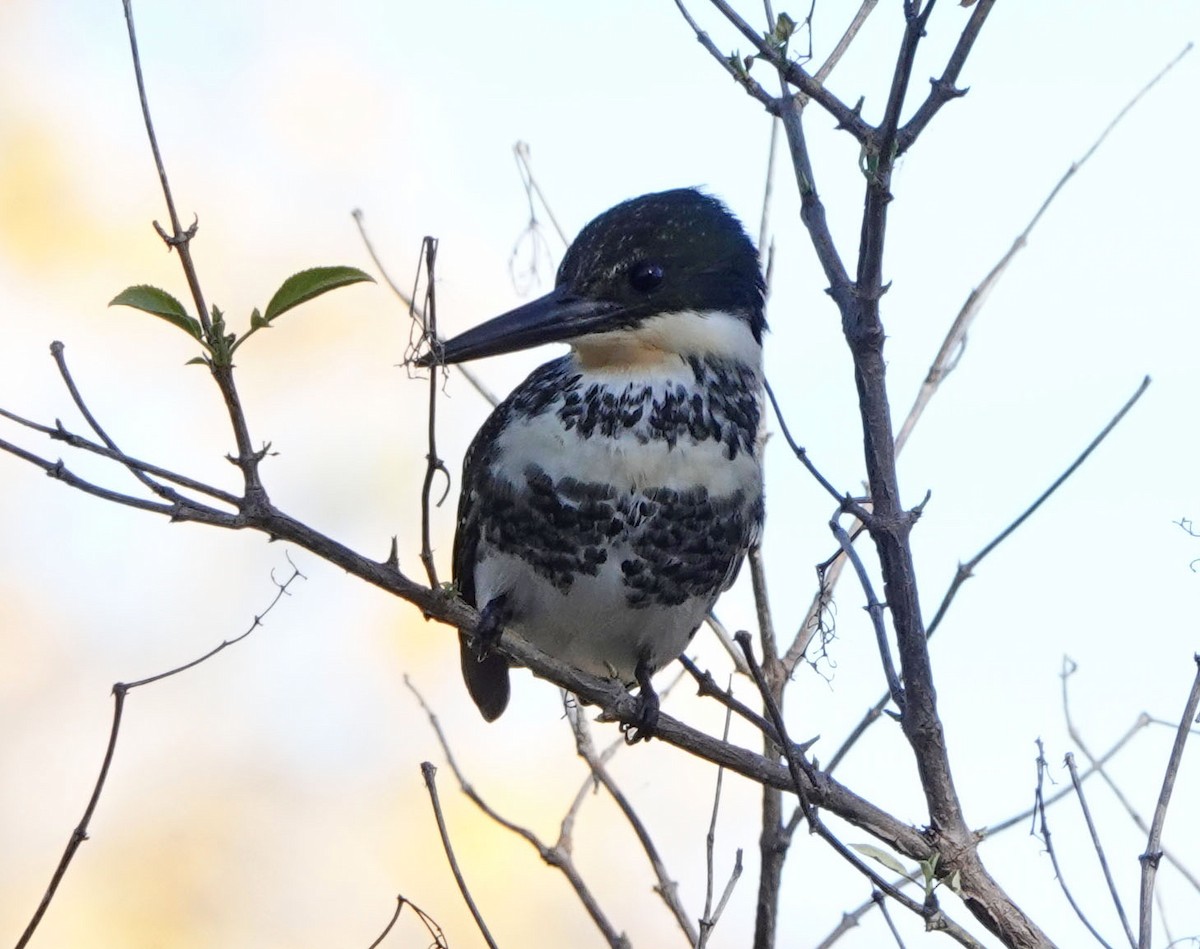 grønnisfugl - ML647089750