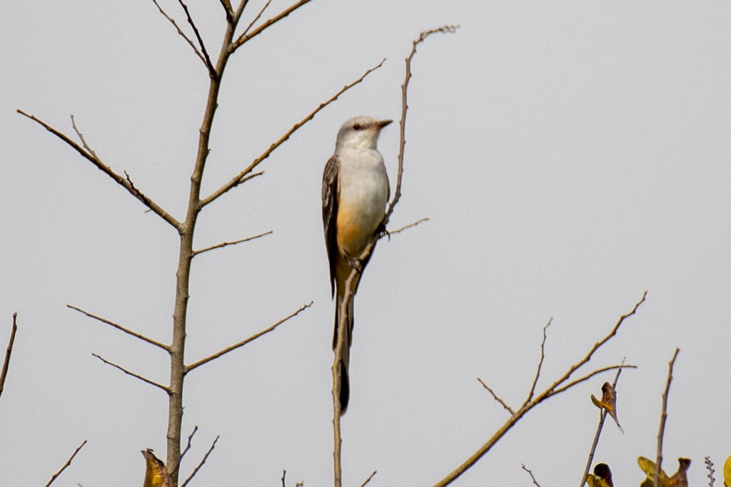 Scissor-tailed Flycatcher - ML647089751