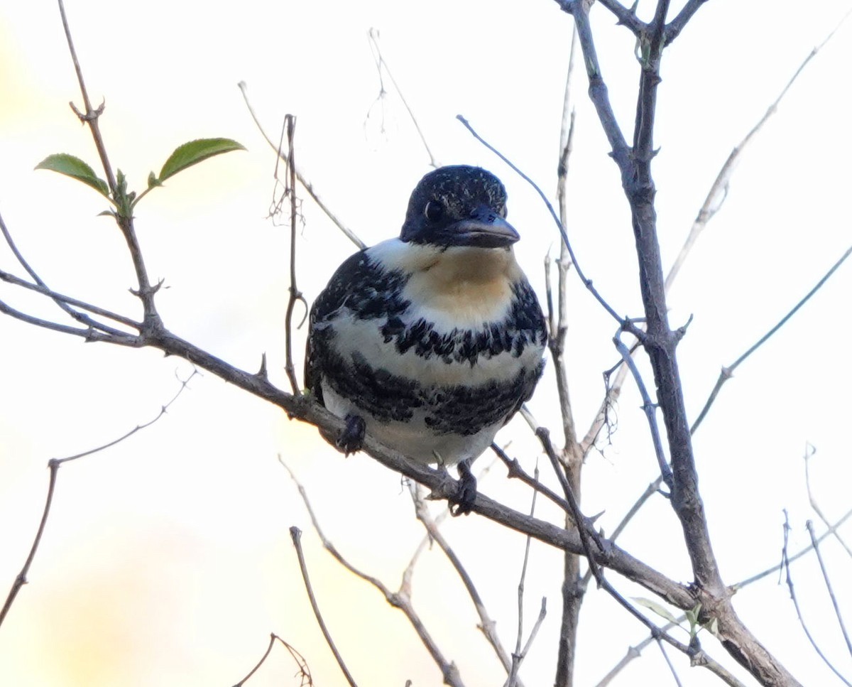 grønnisfugl - ML647089757