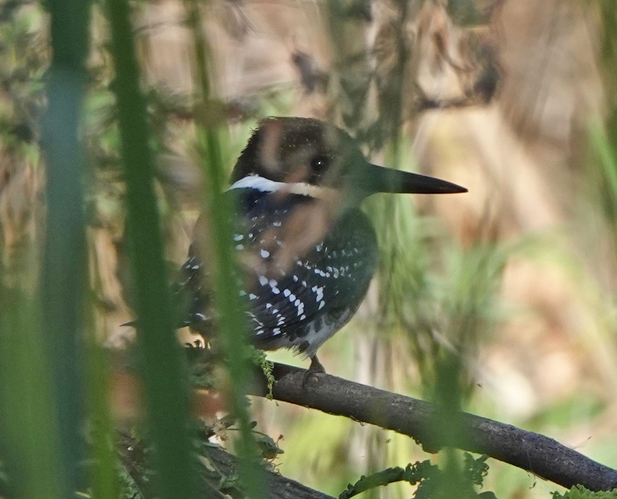 grønnisfugl - ML647089766