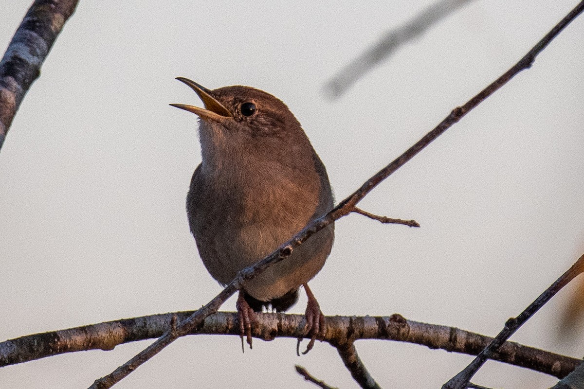 Northern House Wren - ML647089769